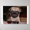 Pesquisar por pug engraçado pósteres Animais de estimação