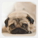 Pesquisar por pug adesivos Animais de estimação