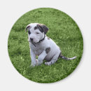 Pesquisar por osso de meu osso imas Pitbull