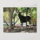 Pesquisar por zoo cartoes postais Floral