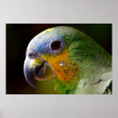 Pesquisar por bird pósteres Fotografia