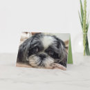 Pesquisar por shih tzu cartoes Obrigado