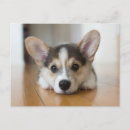 Pesquisar por corgi cartão cartoes postais Canino