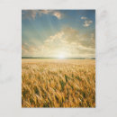 Pesquisar por de cevada cartoes postais Plano de fundo