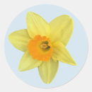 Pesquisar por daffodil adesivos Primavera