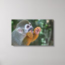 Pesquisar por macaco de aranha Selva