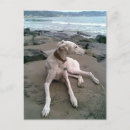 Pesquisar por galgos cartoes Greyhound