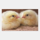 Pesquisar por pintinho adesivos Aves