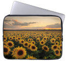 Pesquisar por flores capas Planta