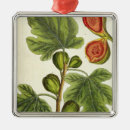 Pesquisar por erval ornamentos Elizabeth