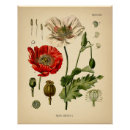 Pesquisar por papaver Flor