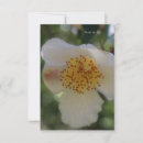 Pesquisar por close up da flor Para todos