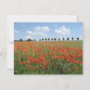 Pesquisar por poppy cartoes postais Campo de papoila