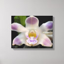 Pesquisar por orquídea roxa impressão de canvas Fotos da flor