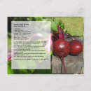 Pesquisar por beterrabas cartoes postais Qualquer pessoa