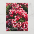 Pesquisar por tulipas brancas cartoes postais Primavera