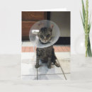 Pesquisar por surgery cartoes Cat