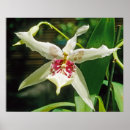 Pesquisar por orquídea exótica pôsteres pósteres Orquídeas