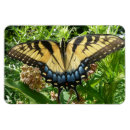 Pesquisar por da borboleta do swallowtail imas Fotografia da natureza