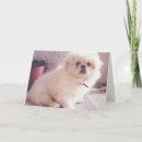 Pesquisar por pekingese cartoes Dog