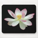 Pesquisar por nucifera do nelumbo Flor