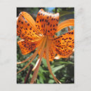 Pesquisar por tiger cartoes postais Lily de tigre