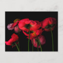 Pesquisar por red poppy cartoes postais Poppies