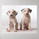 Pesquisar por dalmatian pôsteres pósteres Animais de estimação