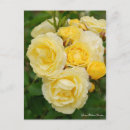 Pesquisar por chá híbrido cartoes postais Flor