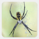 Pesquisar por aranha amarela adesivos Assustador