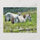 Pesquisar por cavalos cartoes postais Animais