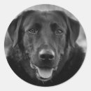 Pesquisar por dog adesivos Preto