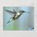 Pesquisar por hummingbird cartoes postais Foto