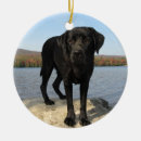 Pesquisar por labrador retriever ornamentos Laboratório preto