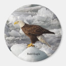 Pesquisar por eagle imas Animal