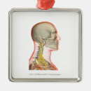 Pesquisar por transparente ornamentos Parte