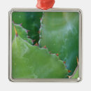 Pesquisar por tucson ornamentos Planta