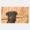 Pesquisar por rottweiler adesivos Podre