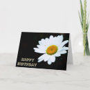Pesquisar por shasta daisy cartoes White