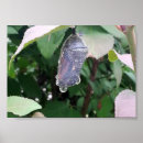 Pesquisar por crisálida da borboleta Lagarta