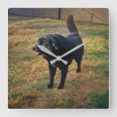 Pesquisar por laboratório relogios de parede Cão