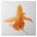Pesquisar por peixes azulejos Criaturas do sealife