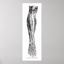 Pesquisar por anatomia humana pôsteres pósteres Vintage
