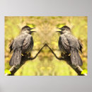 Pesquisar por pássaro da canção pósteres Natureza