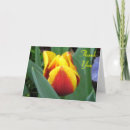 Pesquisar por cumprimento da tulipa Flor