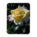 Pesquisar por aumentou imas Flor