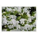 Pesquisar por azáleas brancas cartoes postais Qualquer pessoa