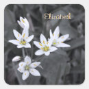 Pesquisar por macro adesivos Flor