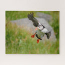 Pesquisar por papagaio quebra cabecas Animal