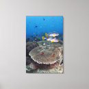 Pesquisar por peixes impressão de canvas Coral